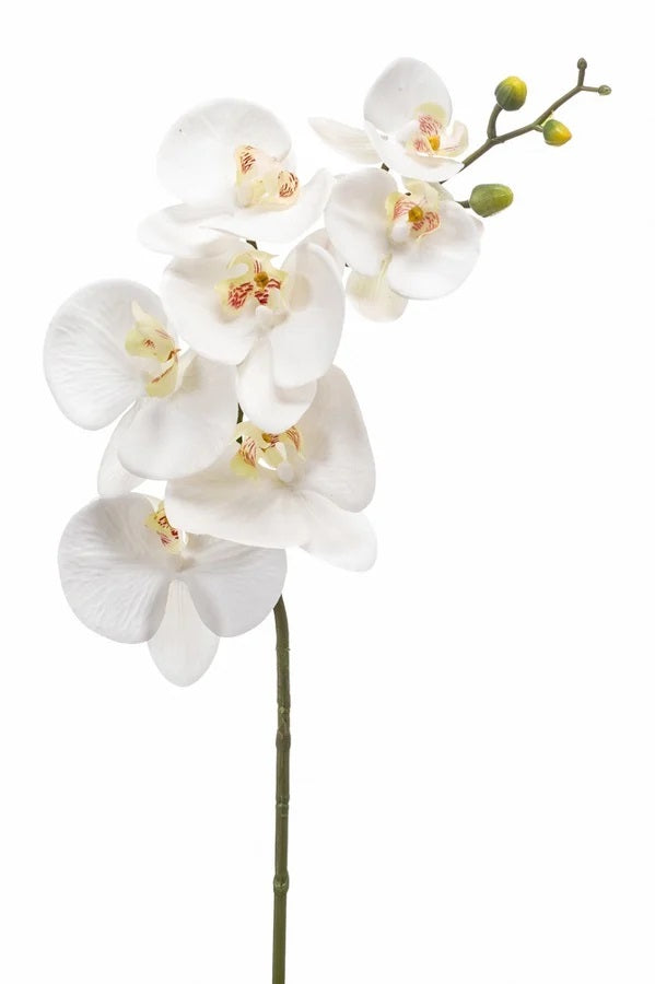 Ramo Orchidea Falenopsis 83 Cm Bianco