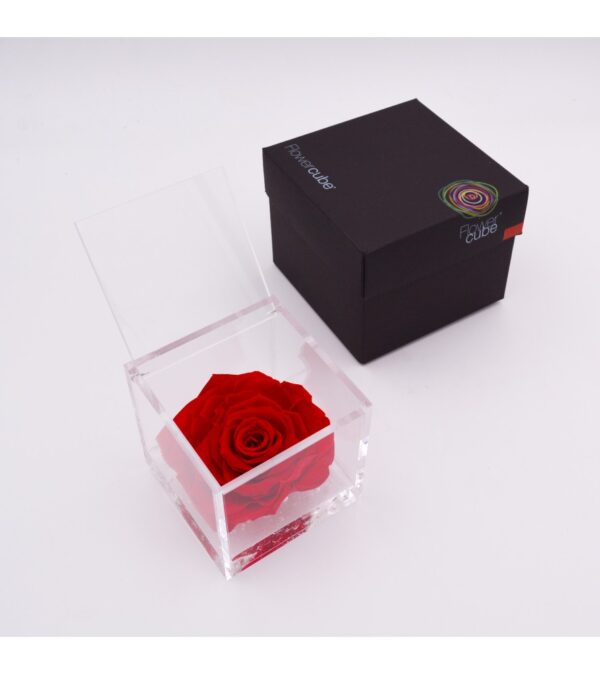 Rosa Stabilizzata Flowercube 6x6 Cm Corallo