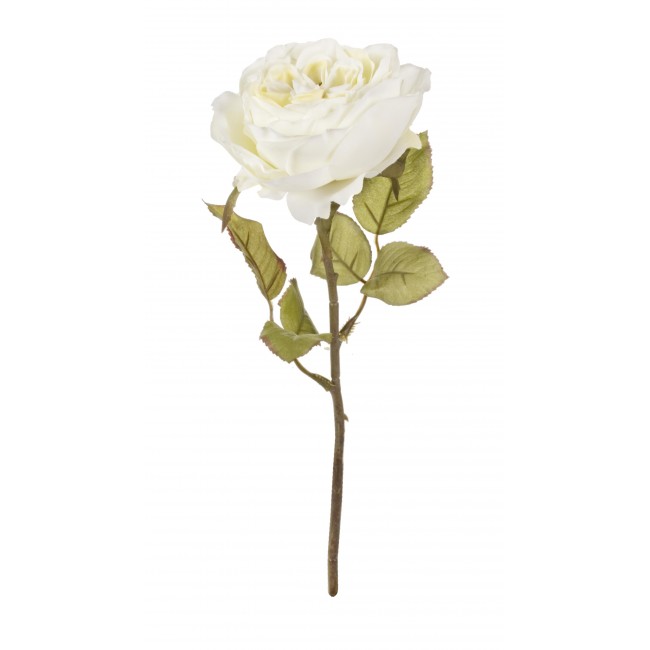 Rosa Inglese Bianco 30 Cm