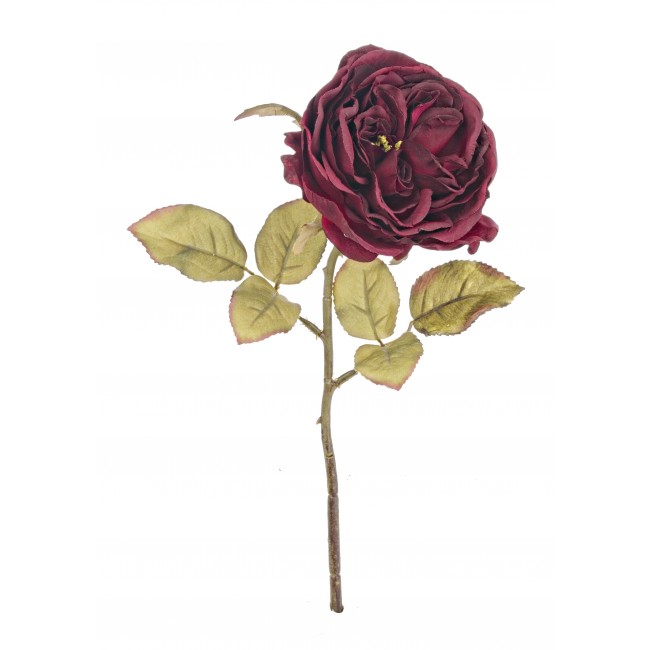 Rosa Inglese Rosso Scuro 30 Cm