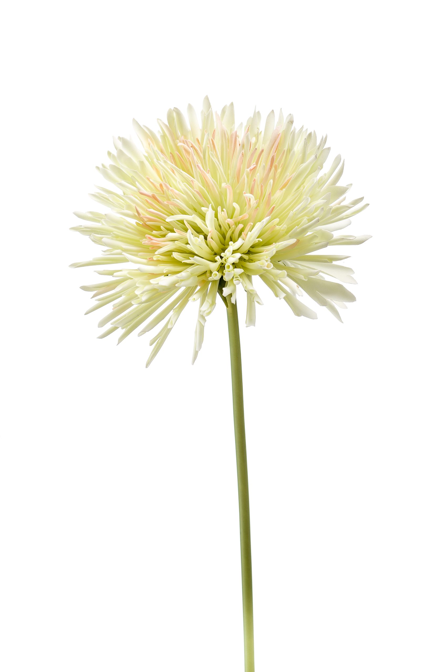 Ramo Crisantemi Verdi 58 Cm
