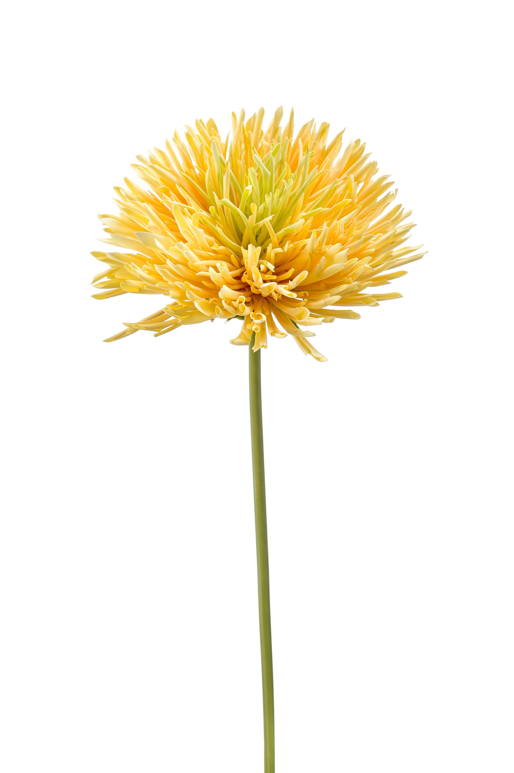 Ramo Crisantemi Gialli 58 Cm