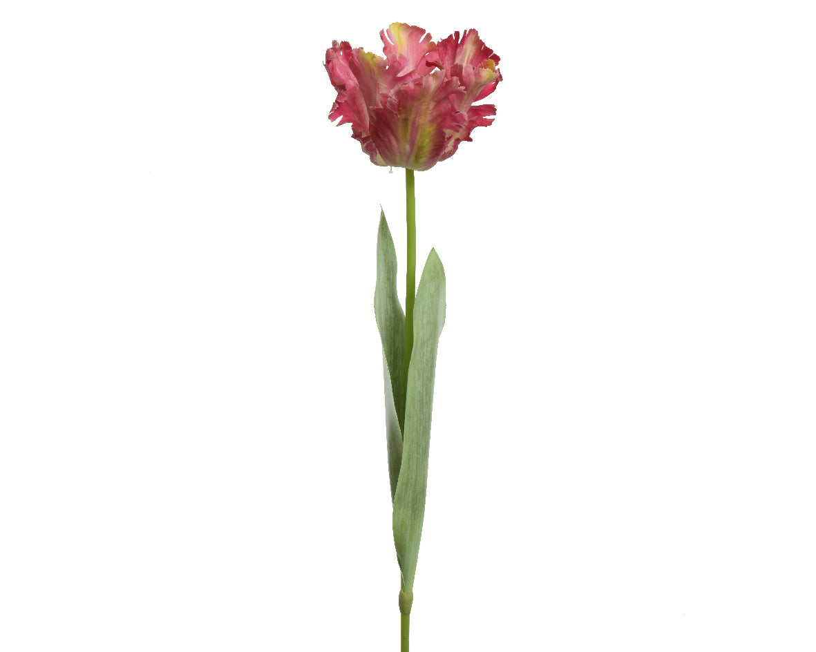 Tulipano Fucsia 68 Cm