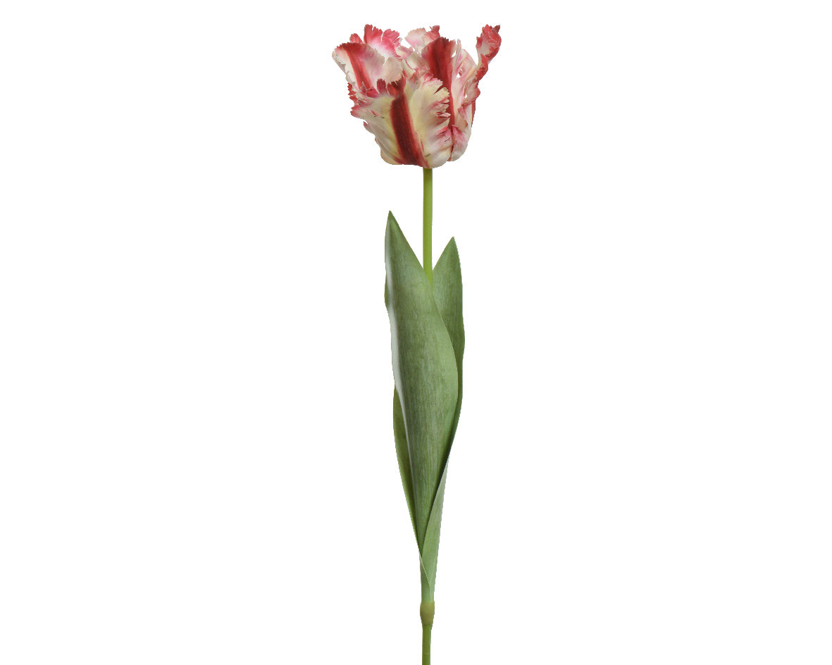 Tulipano Rosa Fucsia 68 Cm
