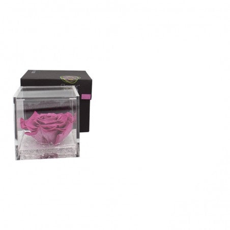 Rosa Stabilizzata Flowercube 6X6 Cm Mirtillo