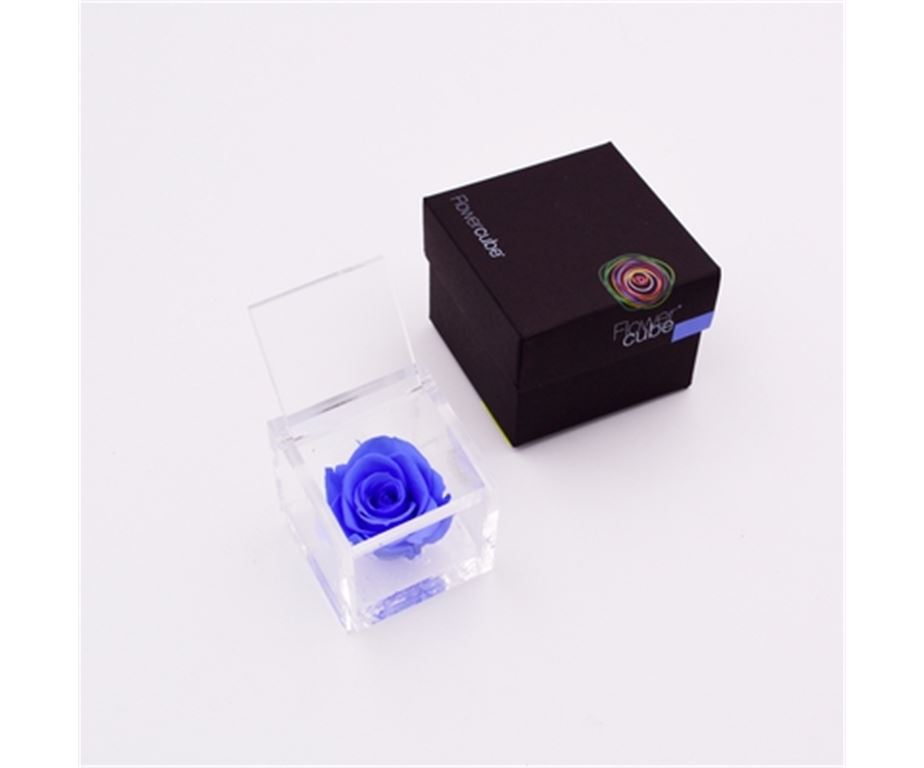 Rosa Stabilizzata Azzurro 6X6 Cm