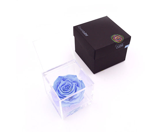 Rosa Stabilizzata Azzurro 10X10 Cm